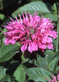 Monarda didyma 'Marshall's Delight'